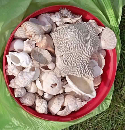Photo of free Shells (Top Amersham HP6) #1