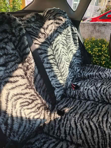 Photo of free Fake fur car seat covers (BS5) #4