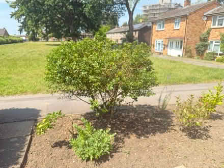 Photo of free Garden bushes. X1 large Holly bush (Bracknell RG12) #2