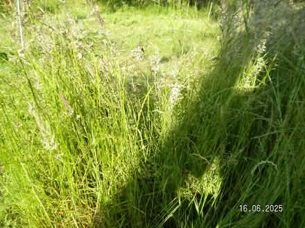 Photo of free Long cut grass for use with pets eg rabbits (New Costessey NR5) #2