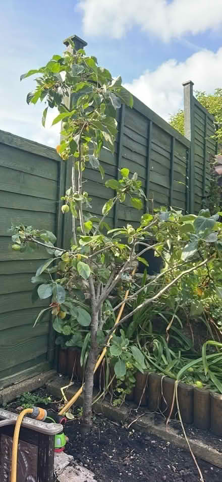 Photo of free Apple tree (Paulton) #1