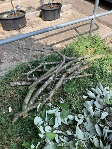 Photo of free Tree branches (Belle Isle, LS10) #2