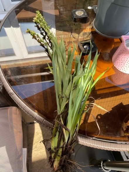 Photo of free Roots of this plant (Welling DA16) #3