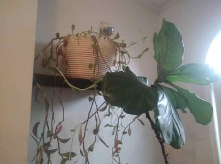 Photo of free Two wooden floating shelves (East Harlem) #2