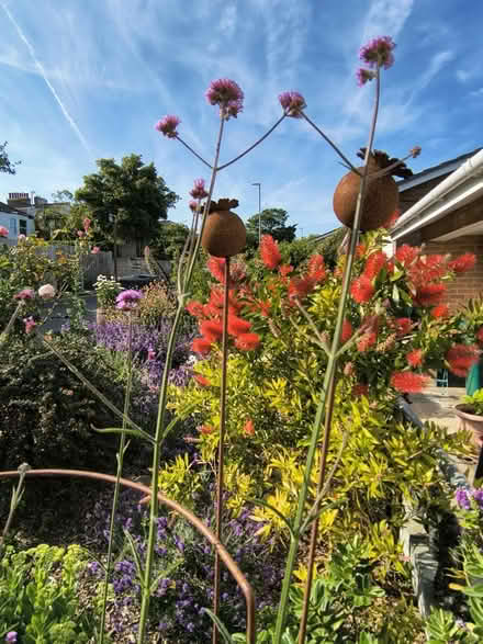 Photo of free Verbena Bonariensis Seedlings (Fiveways Brighton) #2