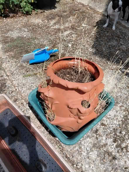 Photo of free Flower pots (Bexhill-on-Sea) #3