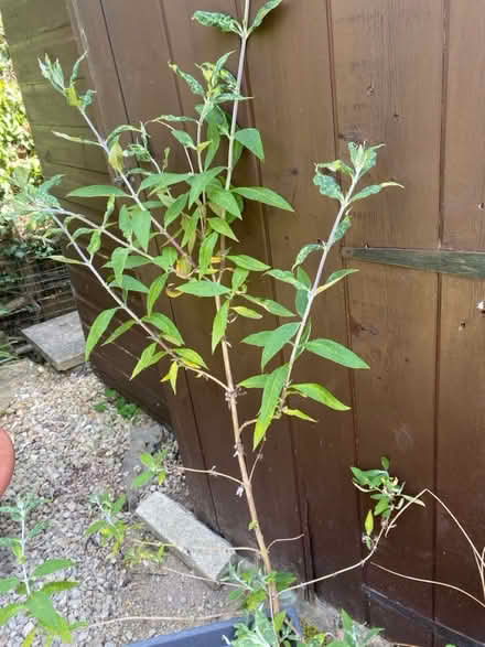 Photo of free Two Buddleia Plants and others (BA11) #1