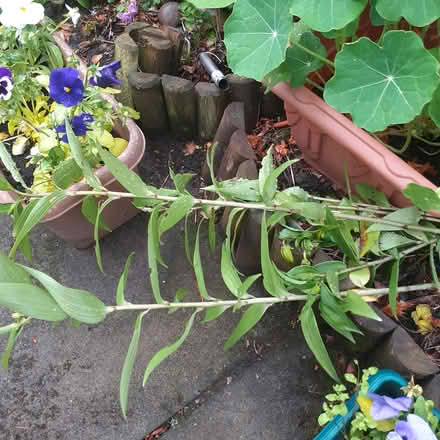 Photo of free Garden Lily tubers, 6, perennials (Livingston EH54) #1