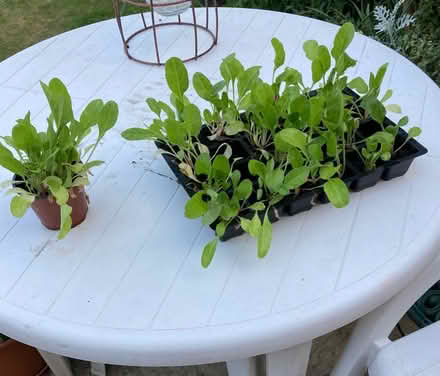 Photo of free Chard (like spinach) River Area M/head (windsor-maidenhead-freegle CGA SL6) #1