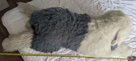 Photo of free Giant English Sheepdog Plushie (New Barnet EN4) #3