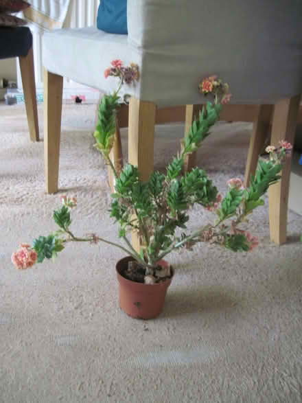 Photo of free houseplant for propagation (Cambuskenneth FK9) #1