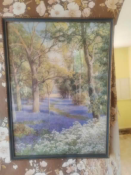 Photo of free Bluebell picture (Whittlesey) #1