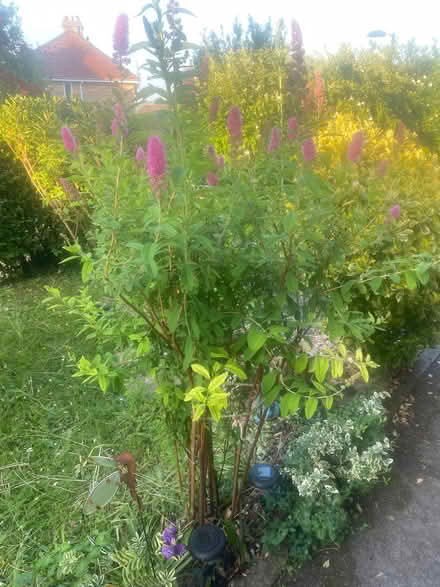 Photo of free Spirrea shrub (Southdown) #1