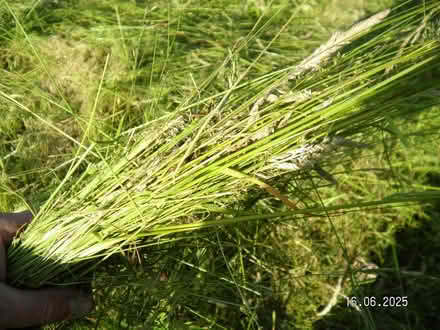 Photo of free Long cut grass for use with pets eg rabbits (New Costessey NR5) #1