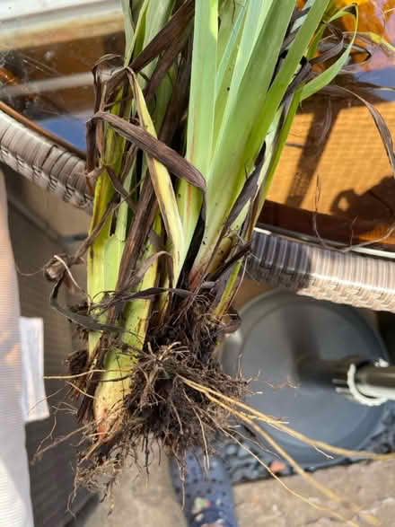 Photo of free Roots of this plant (Welling DA16) #2