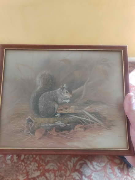 Photo of free Squirrel picture (Whittlesey) #1