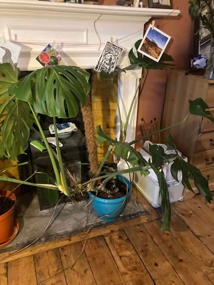 Photo of free Ms Cheese Plant (Leith EH6) #1