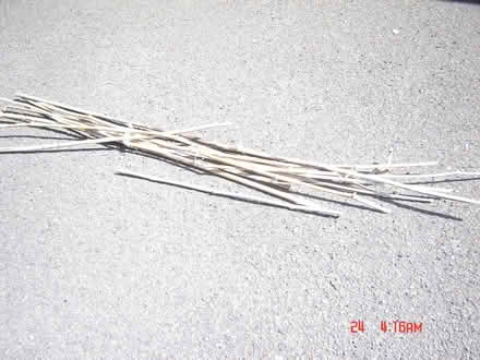 Photo of free Canes (BA2) #2