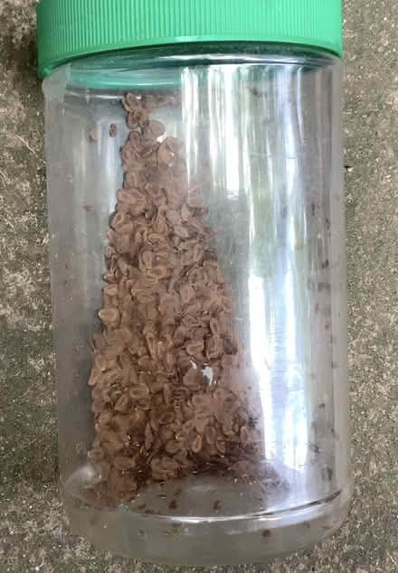 Photo of free MILKWEED Seeds (Central Mississauga) #2