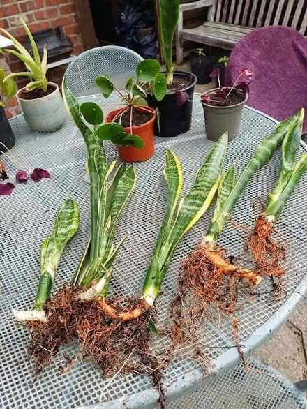 Photo of free House plants (Sutton Lane Ends SK11) #2