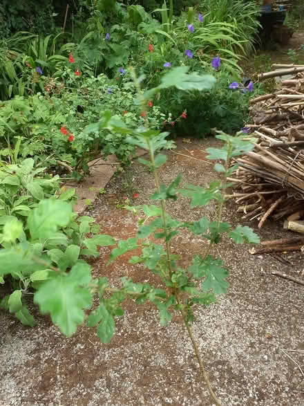 Photo of free Oak sapling (Hinton/ Putson HR2) #1