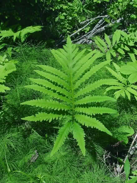 Photo of free Native Plants (Duren Ave) #1