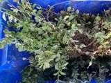 Photo of free Ajuga reptens (purple) & unknown, evergreen ground cover (Merley BH21) #2
