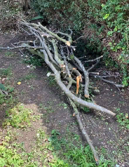 Photo of free Tree branches/fire wood (Belle Isle, LS10) #2
