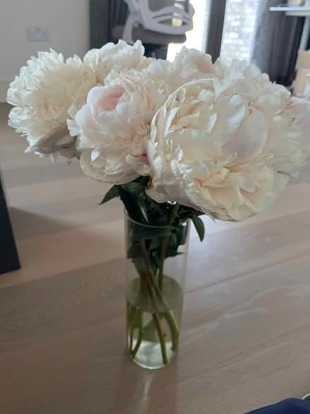 Photo of free 10 peonies in full bloom (West Ealing) #2