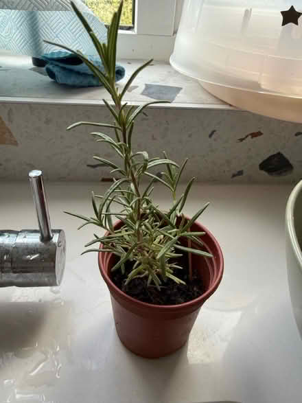 Photo of free Little rosemary plant (Five Mile Drive OX2) #1