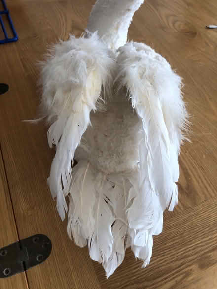 Photo of free Large White Swan (Cheshunt En8) #4