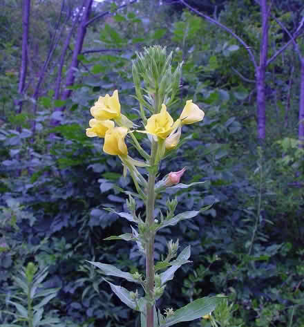 Photo of free Native Plants (Duren Ave) #2