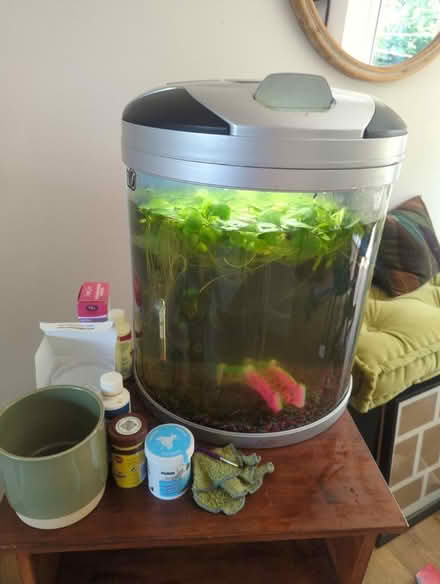 Photo of free Fish tank with Guarami Fish (Woburn Sands MK17) #1