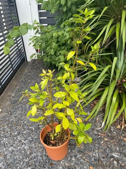 Photo of free Bay tree (Ferndown BH22) #1