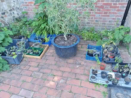 Photo of free Potted Plants toms, veg, Holly Tree (BN72LE) #1