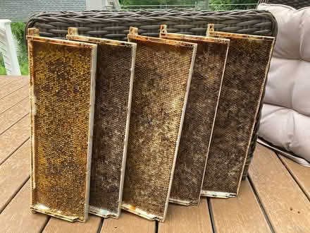 Photo of free beehive frames-5 medium plastic (Shirley Center) #1
