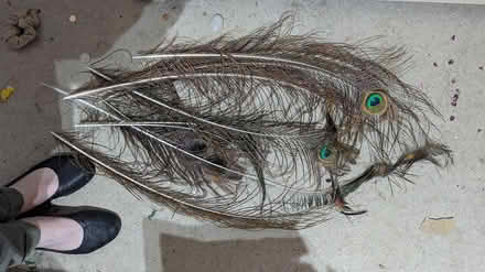 Photo of free Peacock feathers half length (Cockermouth Ca140EU) #1