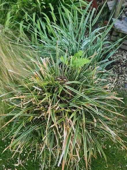 Photo of free Two ornamental grasses plus one small fern (Fox Elms GL4) #1