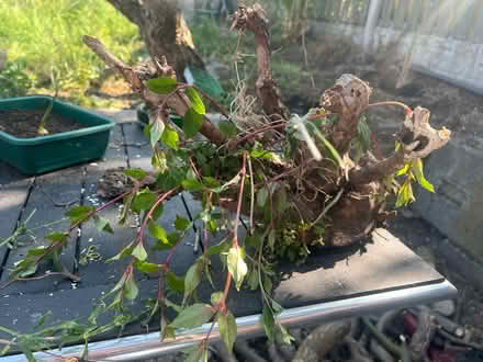 Photo of free Fuchsia Bush Root (Frecheville S12) #1