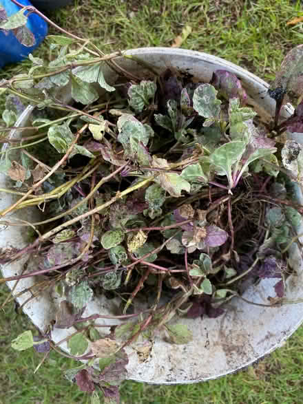 Photo of free Ajuga reptens (purple) & unknown, evergreen ground cover (Merley BH21) #1