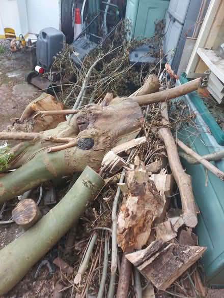 Photo of free Tree Wood for burning (Guide Bridge OL7) #3
