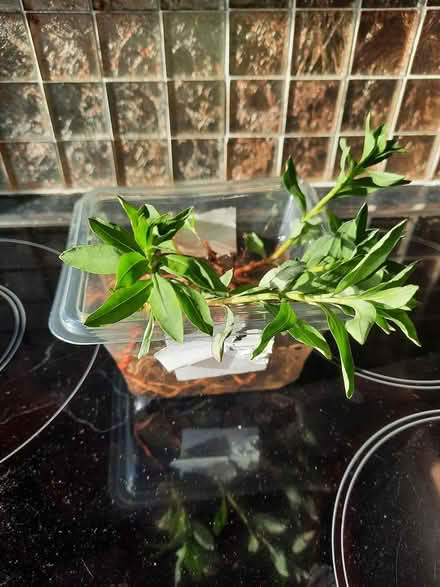 Photo of free White Lysmachia two roots (Morden SM4) #3