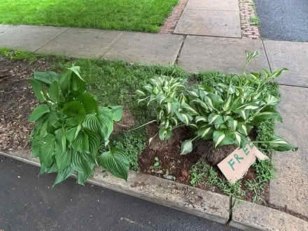 Photo of free 3 large hostas (Downtown Princeton) #1