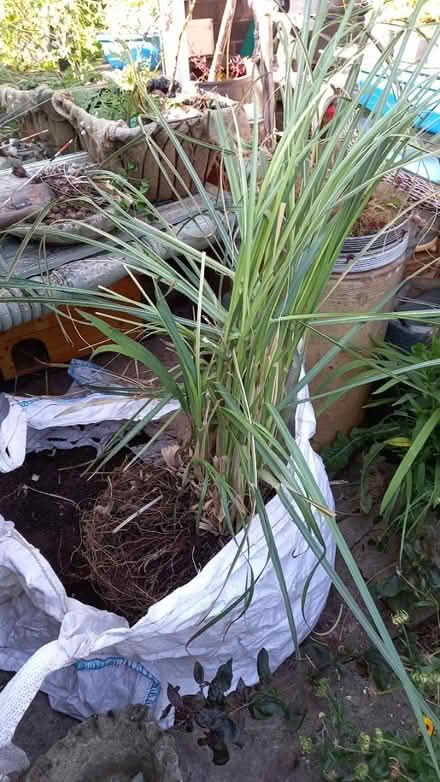 Photo of free Small pot bound pampas (EX6) #1