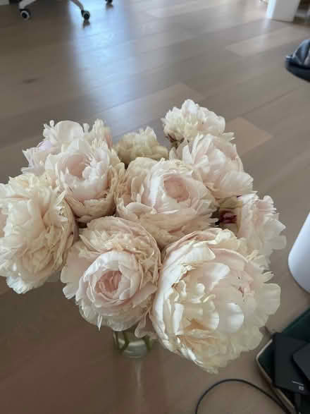 Photo of free 10 peonies in full bloom (West Ealing) #1