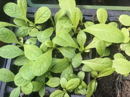 Photo of free Baby Teasels (Kingston Hill ST16) #1