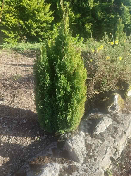 Photo of free Conifers (Endmoor LA7) #2