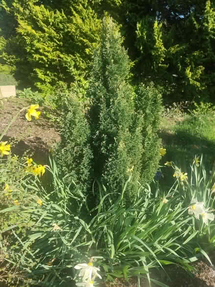 Photo of free Conifers (Endmoor LA7) #1