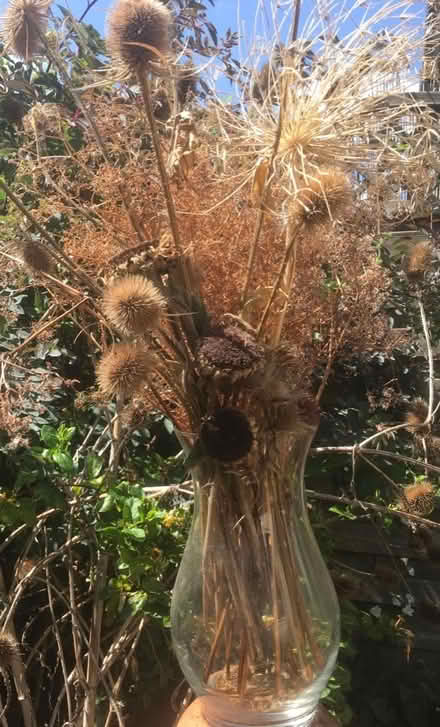 Photo of free Baby Teasels (Kingston Hill ST16) #3