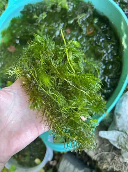 Photo of free Pond Plants and snails (Churchill OX7) #4